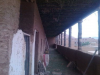al-estiqlal-05